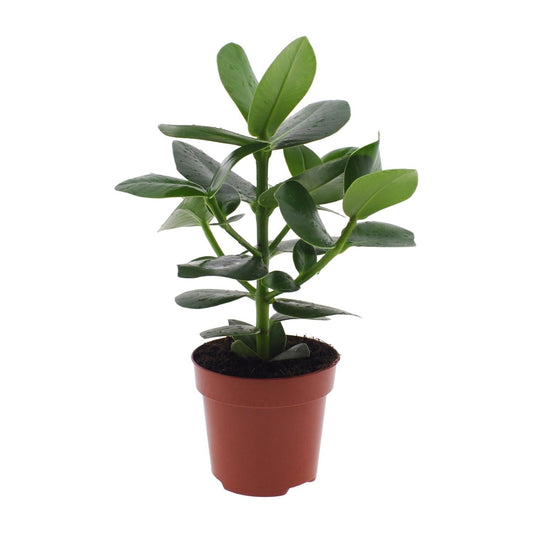 Clusia Rosea Princess - ↕15cm - Ø12 - Sierplantenshop