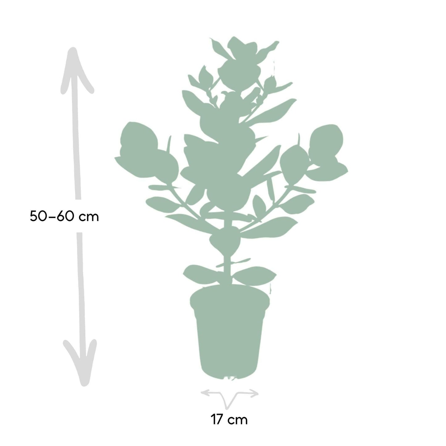 Clusia Rosea Princess - ↕60cm - Ø17 - Sierplantenshop