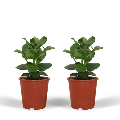 Clusia Rosea Princess - Handtekeningboom Set van 2 - ↕15cm - Ø12 - Sierplantenshop