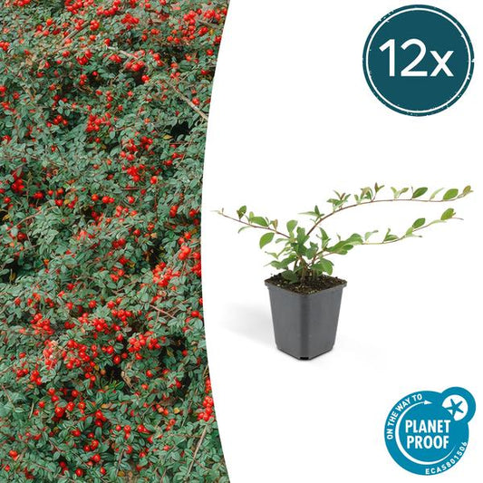 Cotoneaster dam. 'Major' - 12x - ↕15cm - Ø9 Vaste plant - Sierplantenshop - Sierplantenshop