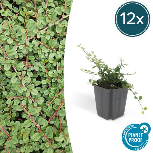 Cotoneaster pr. 'Queen of Carpets' - 12x - ↕15cm - Ø9 Vaste plant - Sierplantenshop - Sierplantenshop