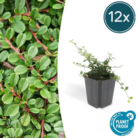 Cotoneaster pr. 'Streib's Findling' - 12x - ↕15cm - Ø9 Vaste plant - Sierplantenshop - Sierplantenshop