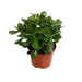 Crassula Argentea Ovata - Jadeplant - ↕35cm - Ø17 - Sierplantenshop