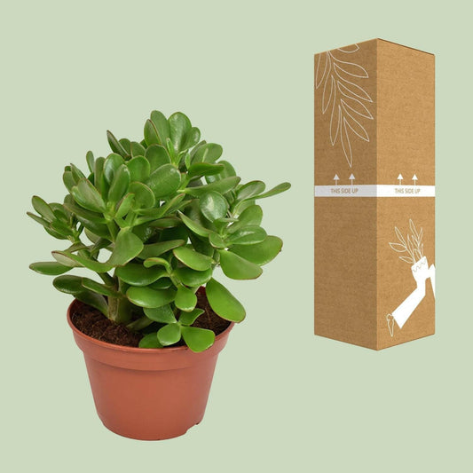 Crassula Ovata - ↨15cm Jadeplant - Ø12 - Sierplantenshop