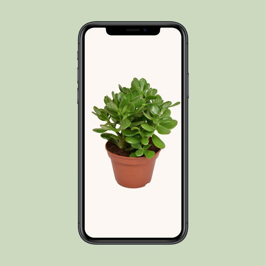 Crassula Ovata - ↨15cm Jadeplant - Ø12 - Sierplantenshop