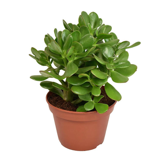 Crassula Ovata - ↨15cm Jadeplant - Ø12 - Sierplantenshop