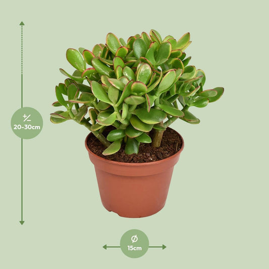 Crassula Ovata Minor - Compacte Jade Plant - ↨25cm - Ø14 - Sierplantenshop