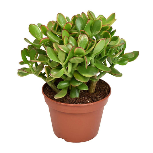 Crassula Ovata Minor - Compacte Jade Plant - ↨25cm - Ø14 - Sierplantenshop