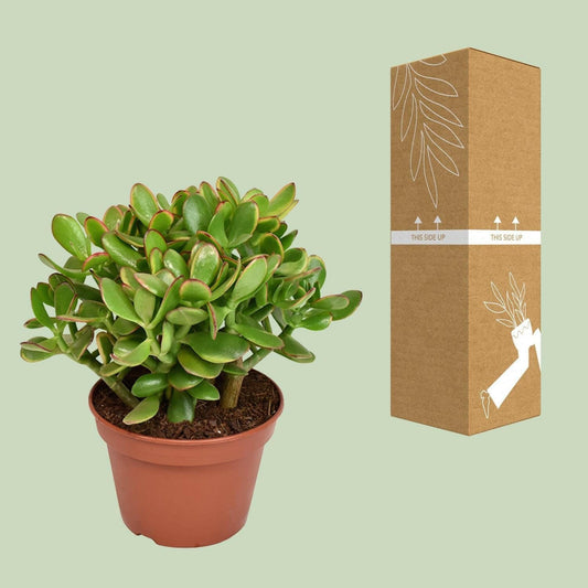 Crassula Ovata Minor - Compacte Jade Plant - ↨25cm - Ø14 - Sierplantenshop