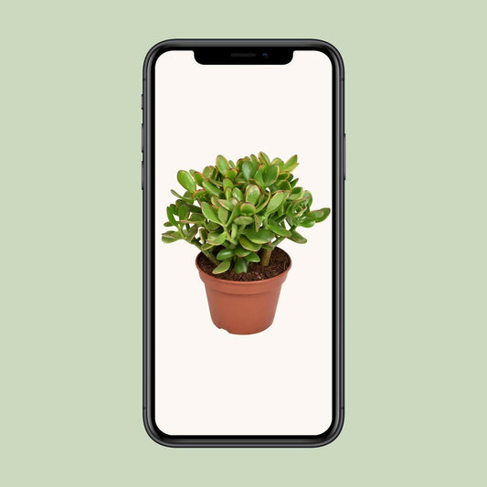 Crassula Ovata Minor - Compacte Jade Plant - ↨25cm - Ø14 - Sierplantenshop