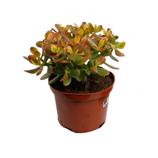 Crassula Ovata Sunset - ↕30cm - Ø17 - Sierplantenshop