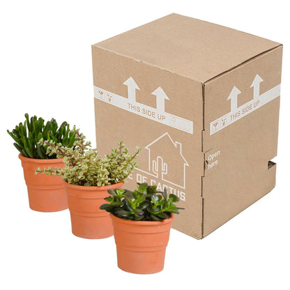 Crassula Plantenmix in Terracotta Pot - 3 Stuks - Ø10 - Sierplantenshop