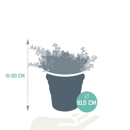 Crassula Plantenmix in Terracotta Pot - 3 Stuks - Ø10 - Sierplantenshop