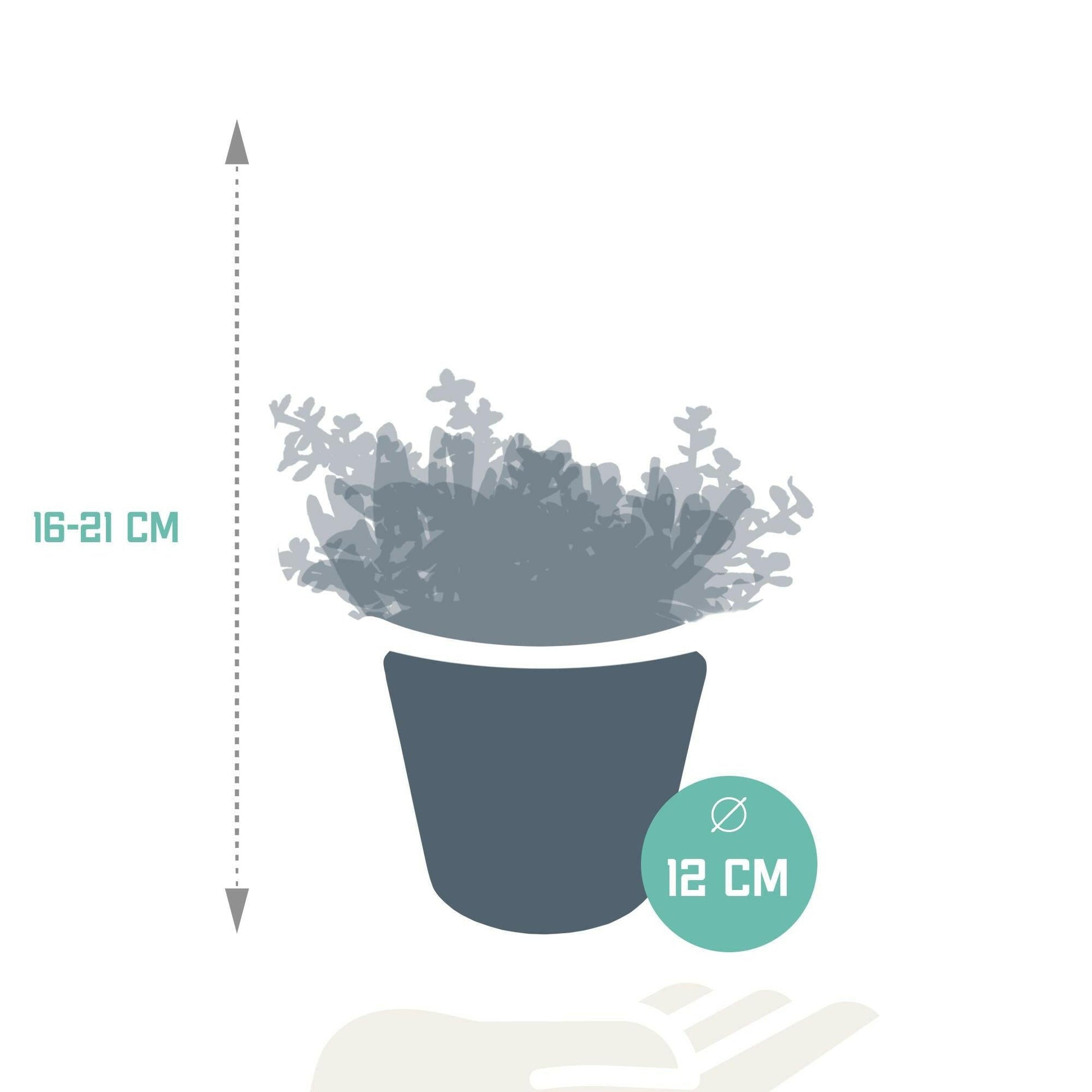 Crassula Plantenmix in Witte Pot - Set van 3 - Ø10 - Sierplantenshop