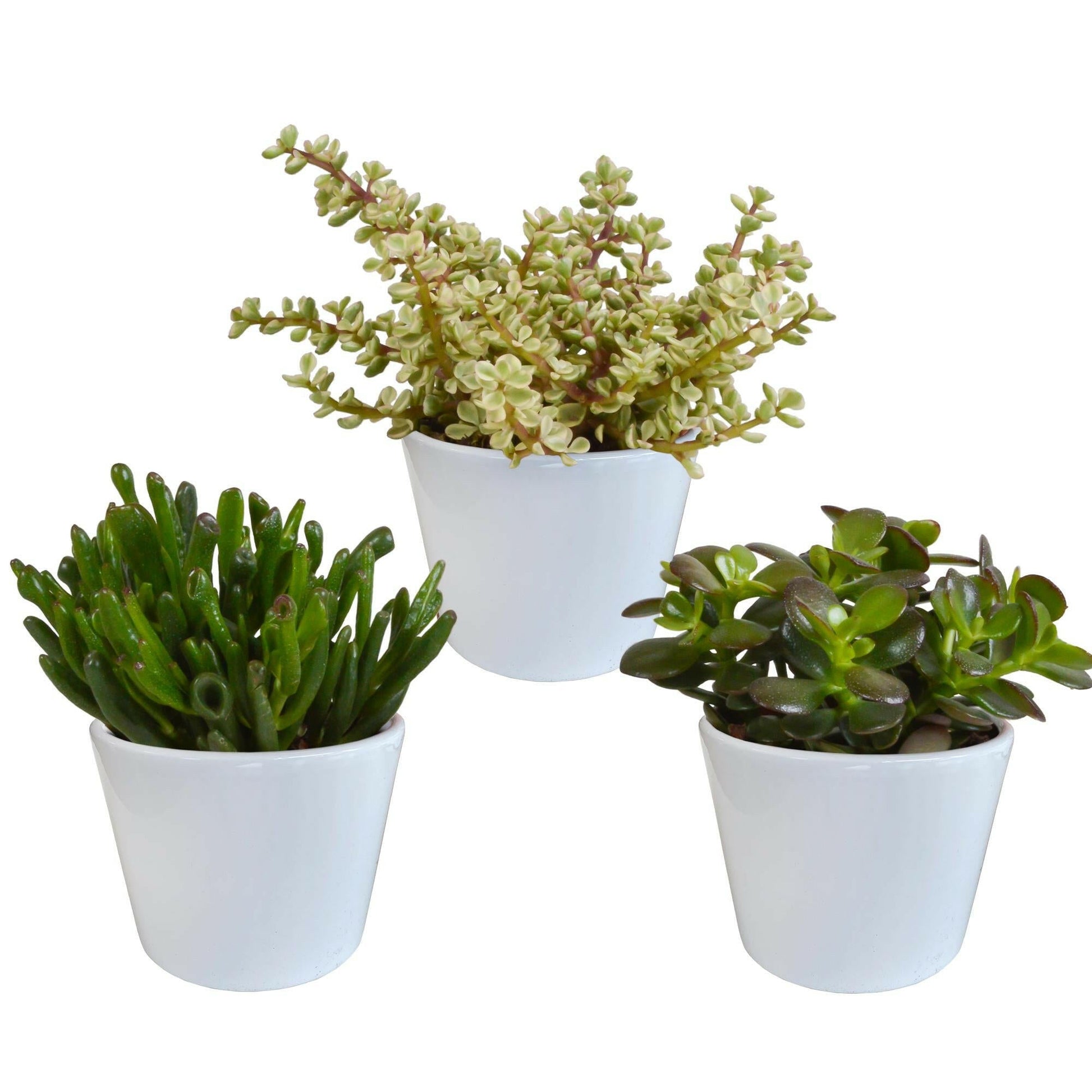Crassula Plantenmix in Witte Pot - Set van 3 - Ø10 - Sierplantenshop