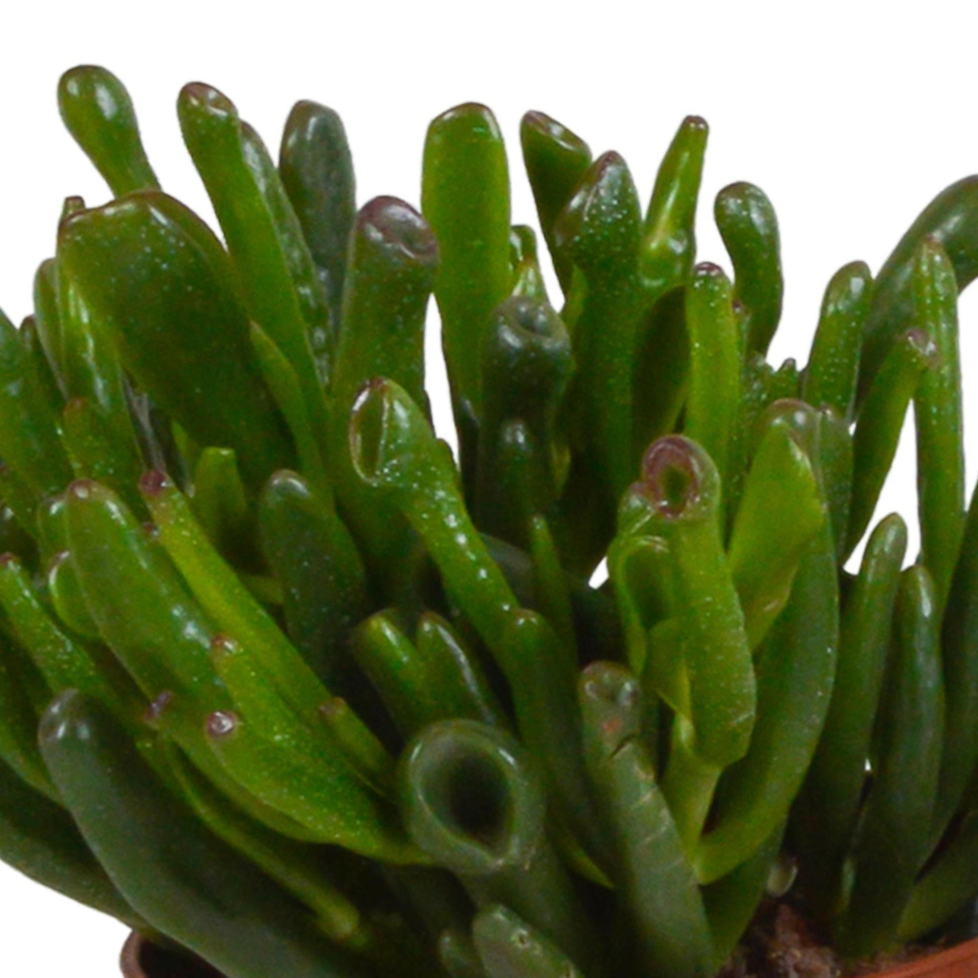 Crassula Plantenmix in Witte Pot - Set van 3 - Ø10 - Sierplantenshop