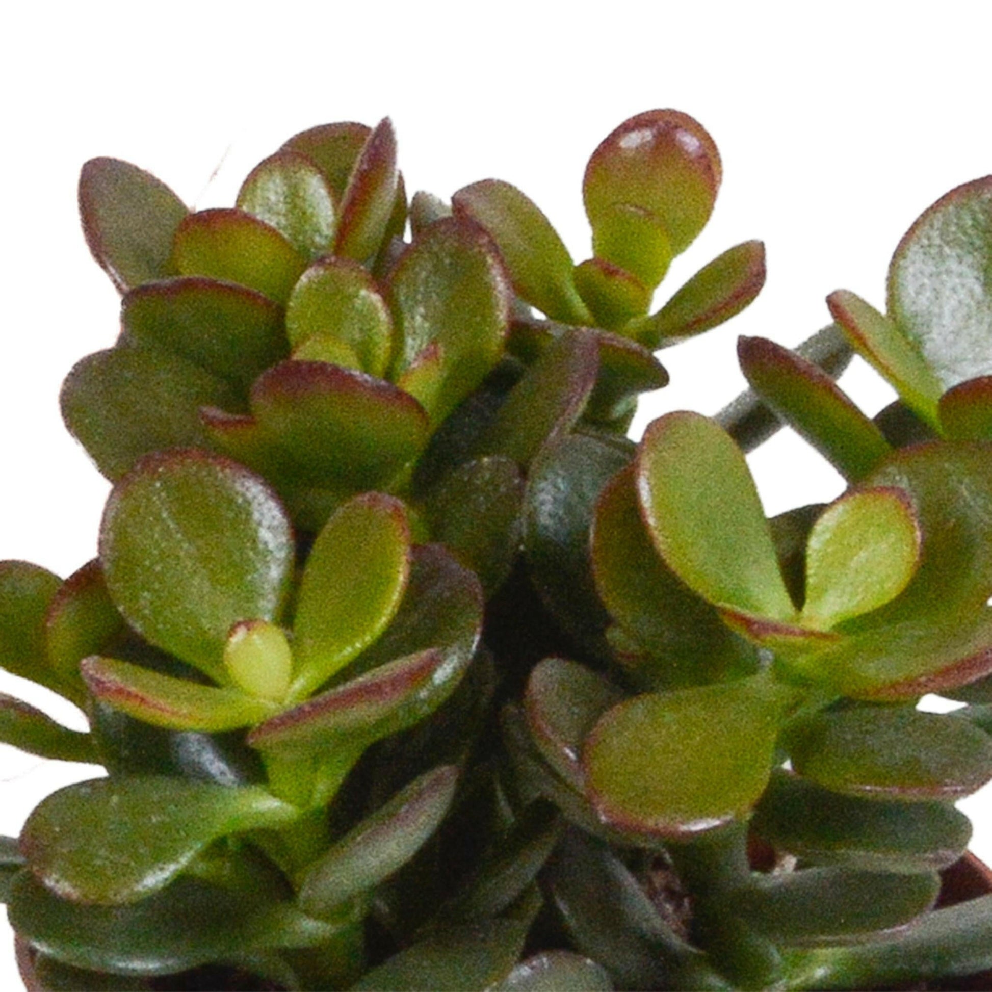 Crassula Plantenmix in Witte Pot - Set van 3 - Ø7 - Sierplantenshop