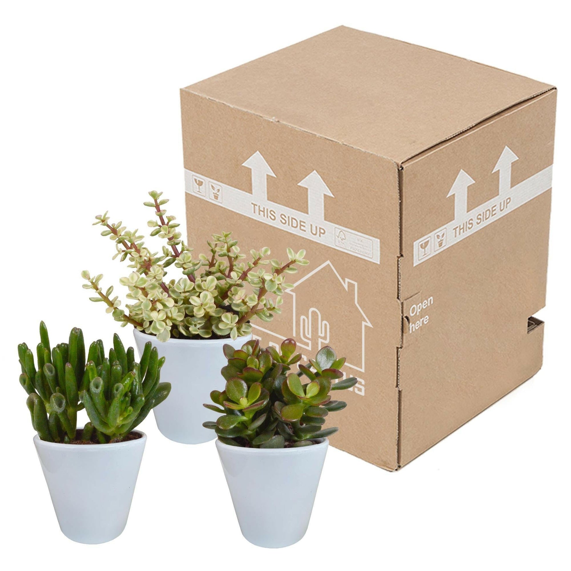 Crassula Plantenmix in Witte Pot - Set van 3 - Ø7 - Sierplantenshop