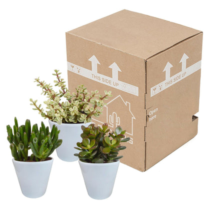 Crassula Plantenmix in Witte Pot - Set van 3 - Ø7 - Sierplantenshop