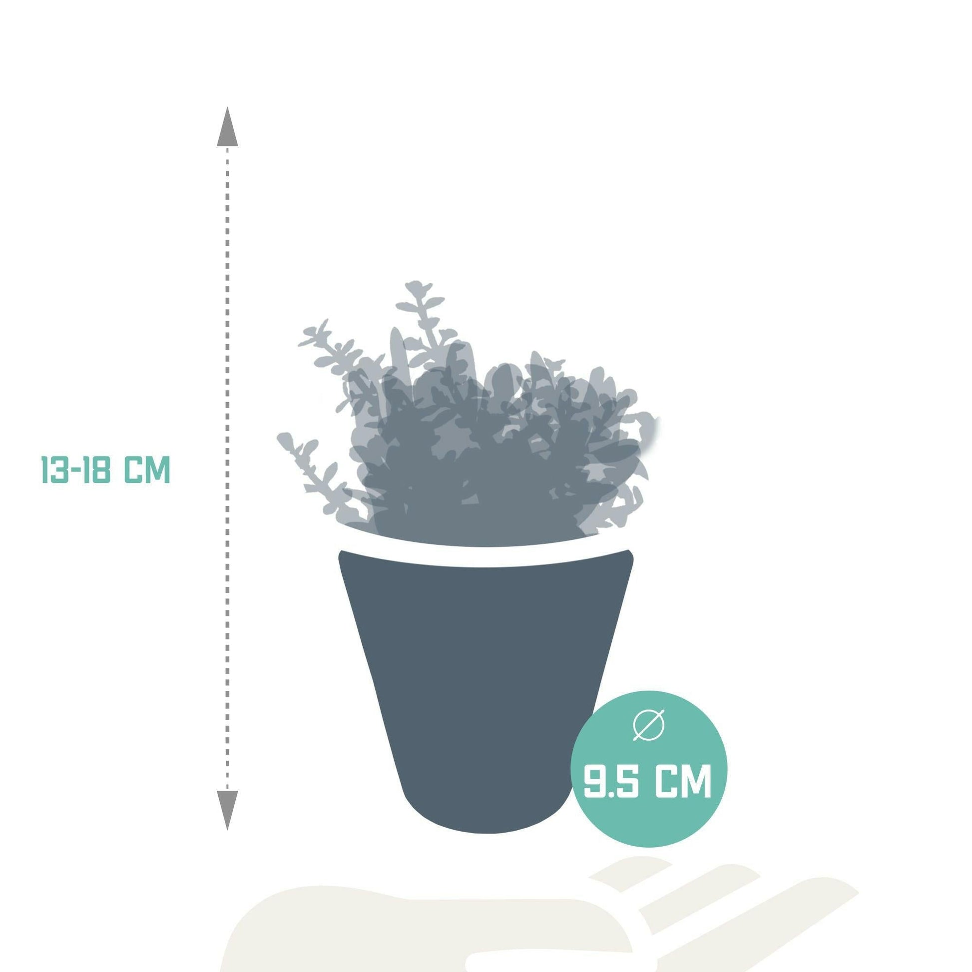 Crassula Plantenmix in Witte Pot - Set van 3 - Ø7 - Sierplantenshop