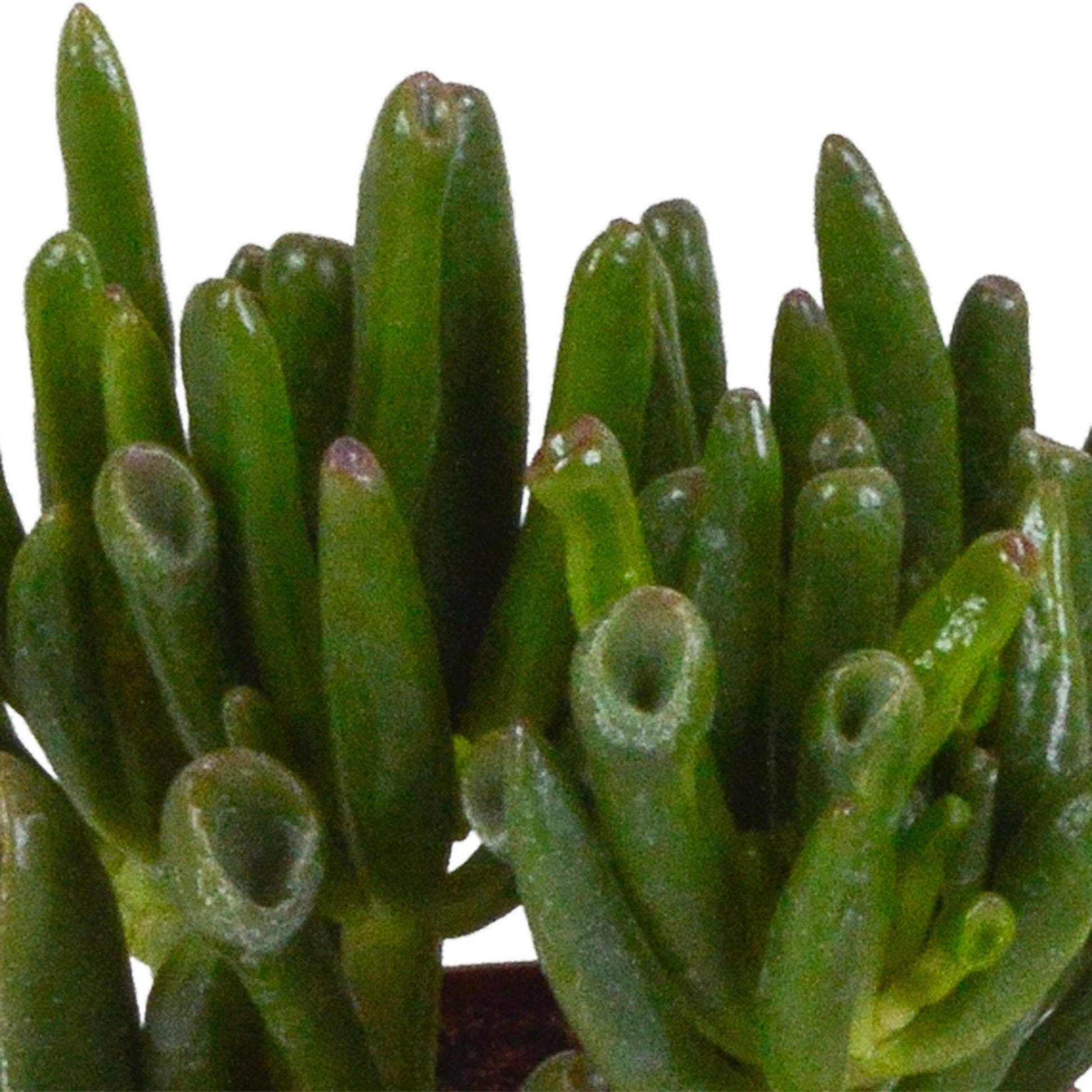 Crassula Plantenmix in Witte Pot - Set van 3 - Ø7 - Sierplantenshop