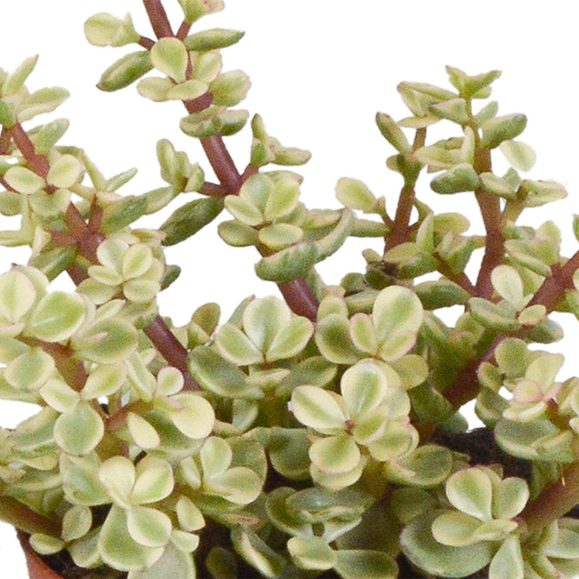 Crassula Plantenmix in Witte Pot - Set van 3 - Ø7 - Sierplantenshop