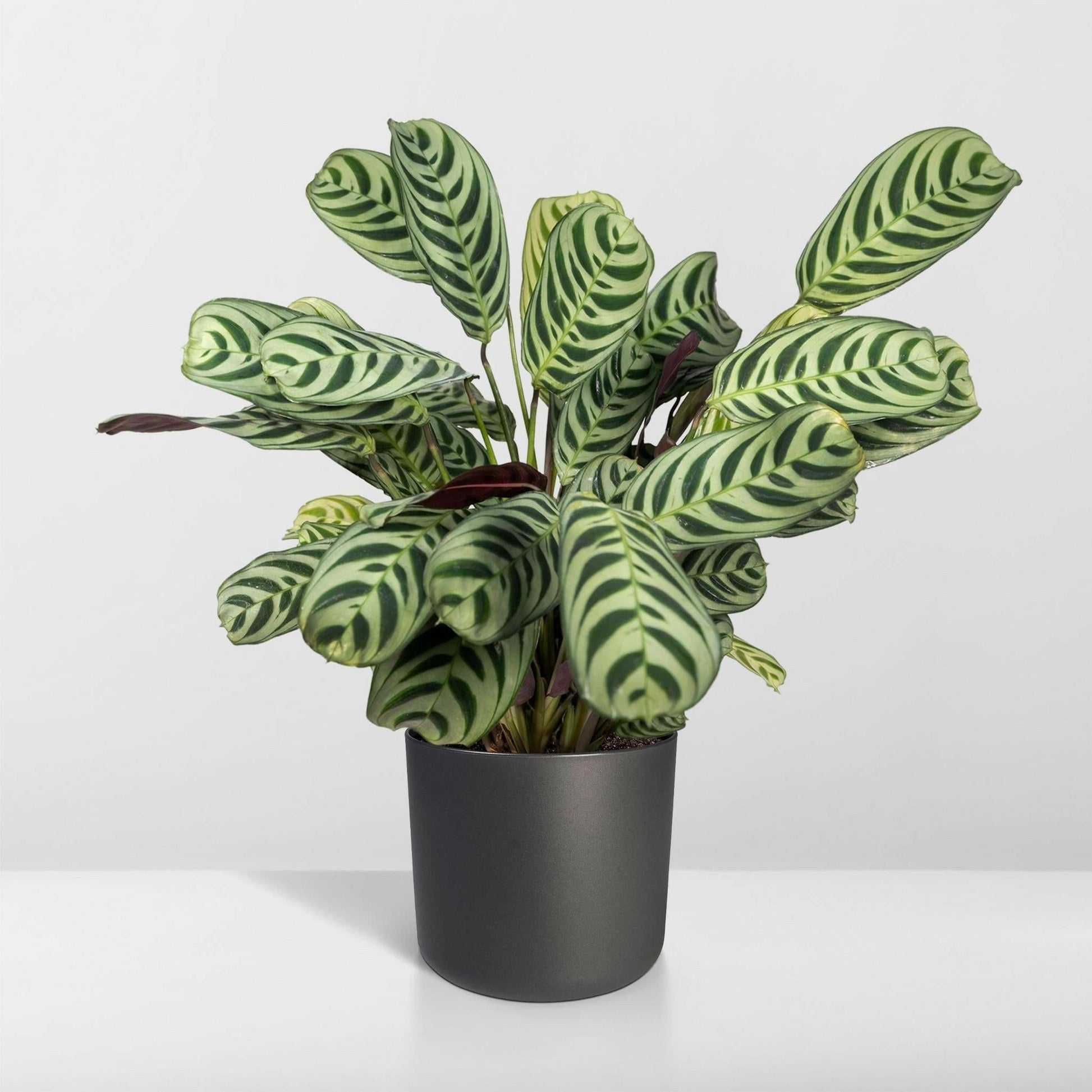 Ctenanthe Amabilis - ↕25cm - Ø14 - Sierplantenshop