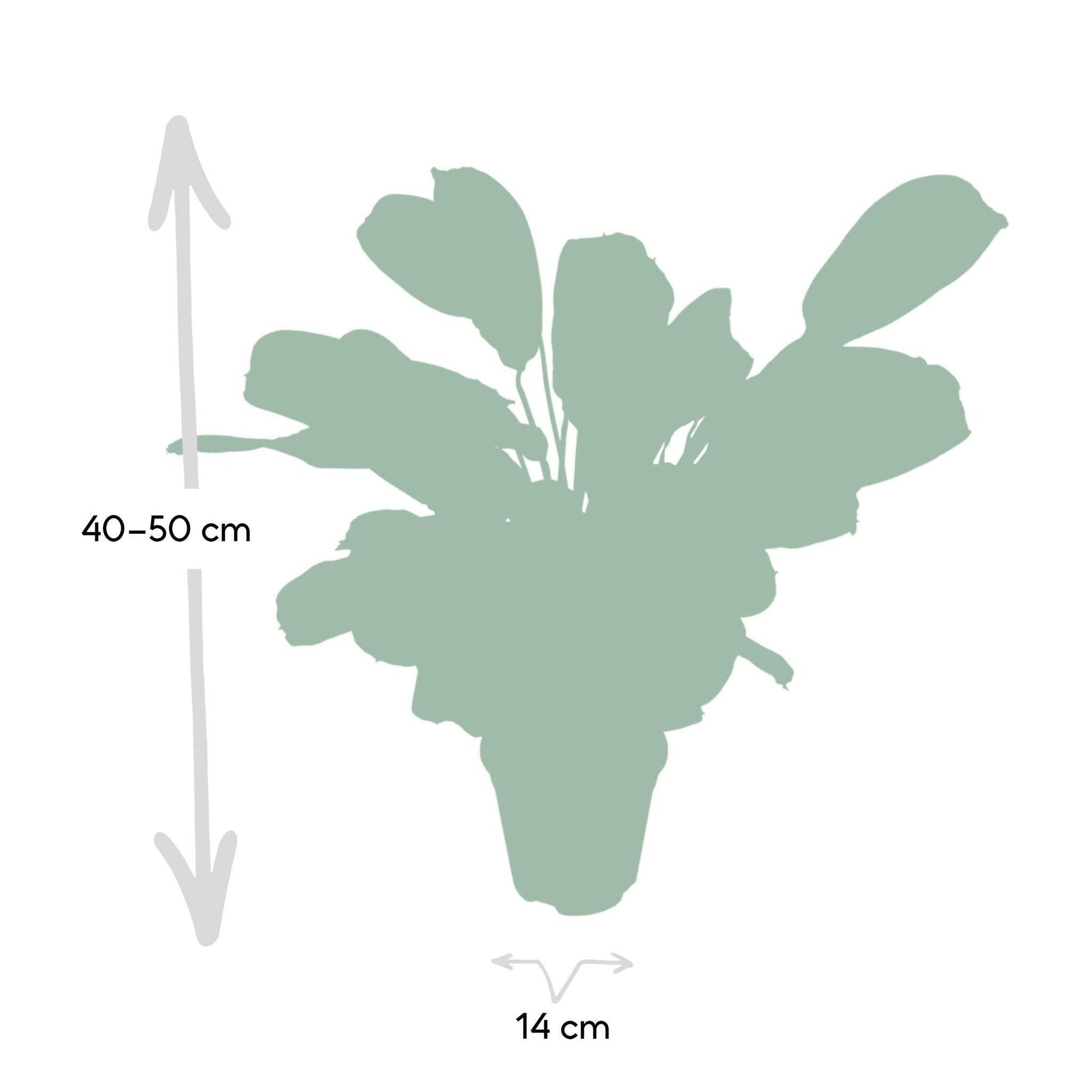 Ctenanthe Amabilis - ↕25cm - Ø14 - Sierplantenshop