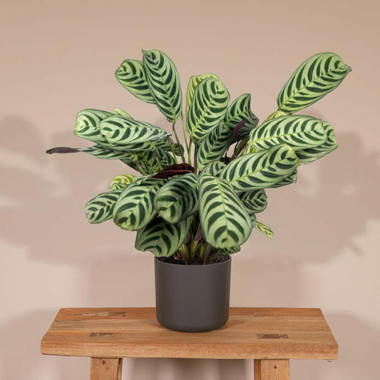 Ctenanthe Amabilis - ↕25cm - Ø14 - Sierplantenshop