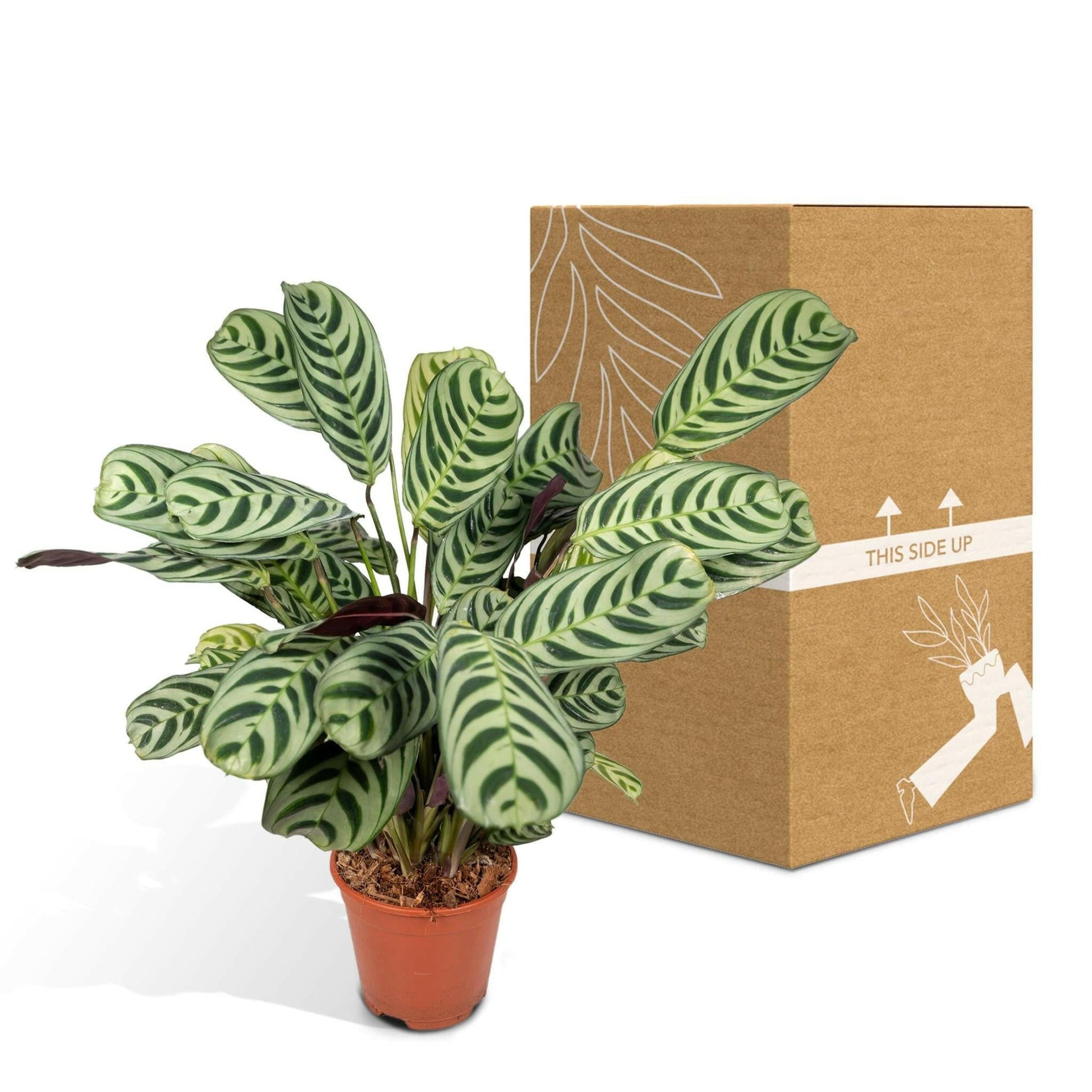 Ctenanthe Amabilis - ↕25cm - Ø14 - Sierplantenshop