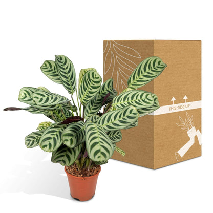 Ctenanthe Amabilis - ↕25cm - Ø14 - Sierplantenshop