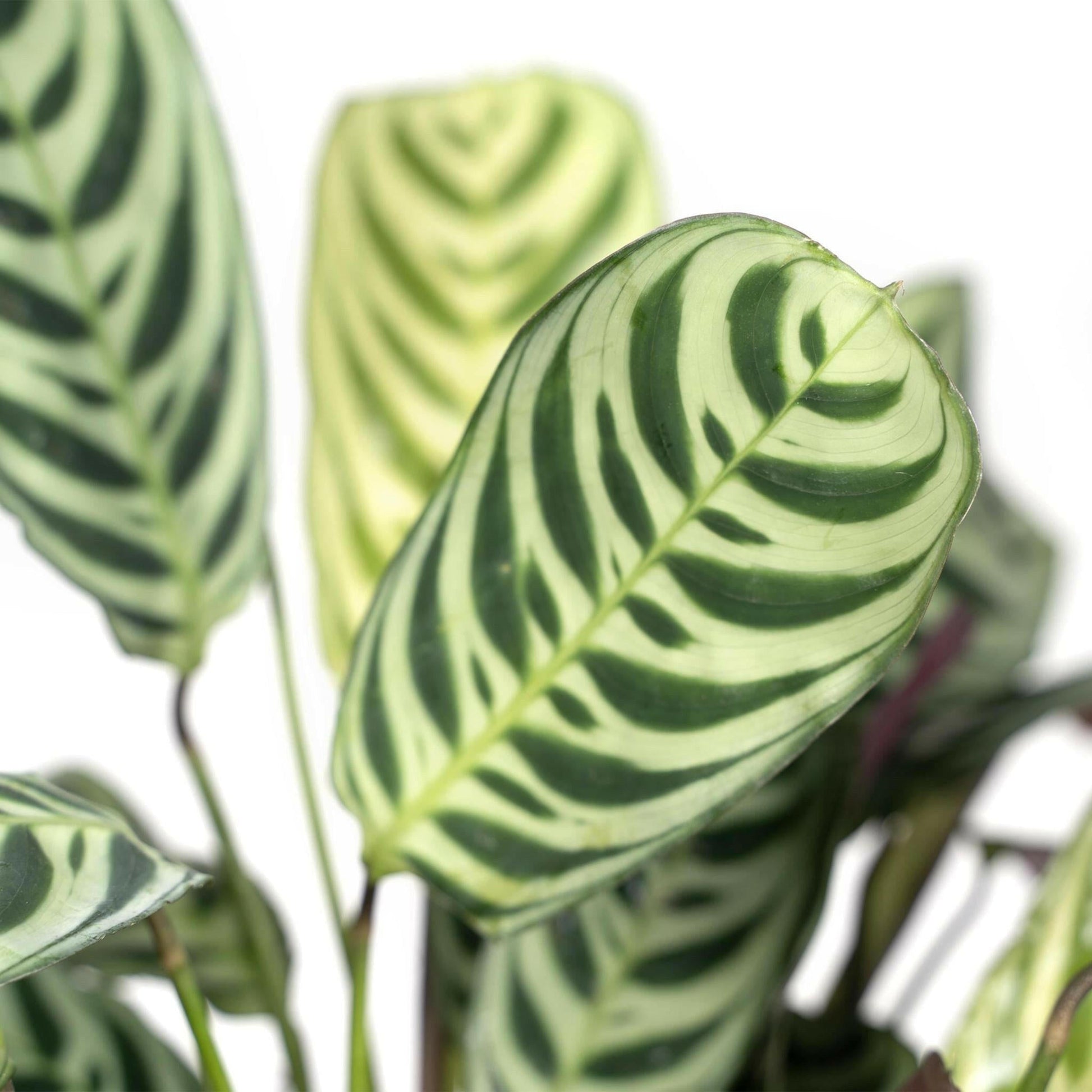 Ctenanthe Amabilis - ↕25cm - Ø14 - Sierplantenshop