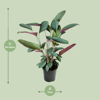 Ctenanthe Setosa - ↕60cm - Ø17 - Sierplantenshop