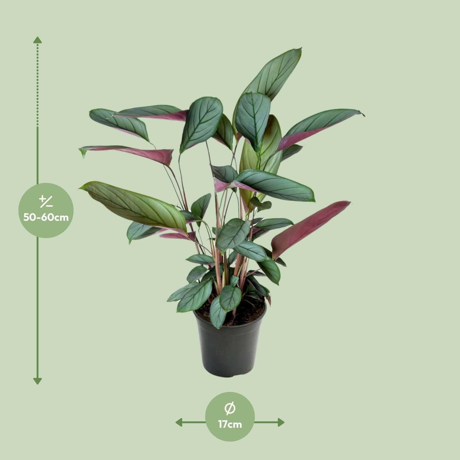 Ctenanthe Setosa - ↕60cm - Ø17 - Sierplantenshop