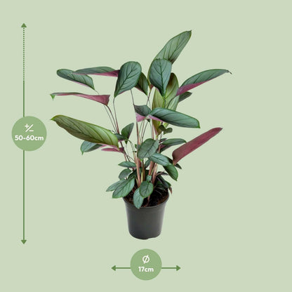 Ctenanthe Setosa - ↕60cm - Ø17 - Sierplantenshop
