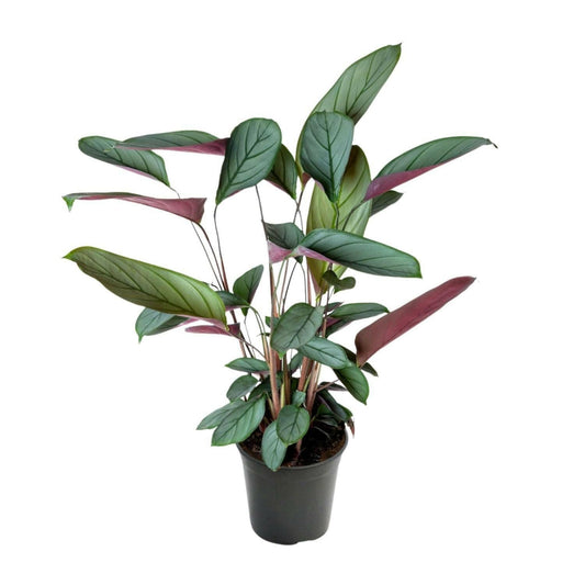 Ctenanthe Setosa - ↕60cm - Ø17 - Sierplantenshop