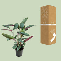 Ctenanthe Setosa - ↕60cm - Ø17 - Sierplantenshop