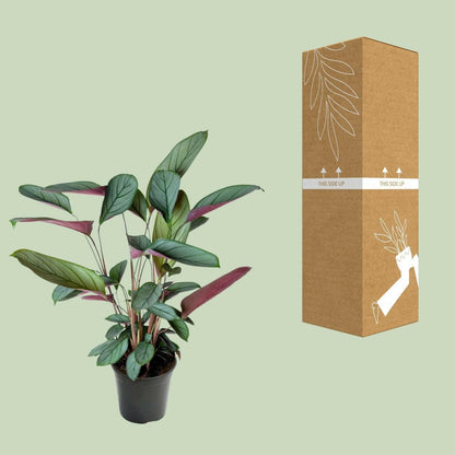 Ctenanthe Setosa - ↕60cm - Ø17 - Sierplantenshop
