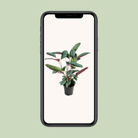 Ctenanthe Setosa - ↕60cm - Ø17 - Sierplantenshop
