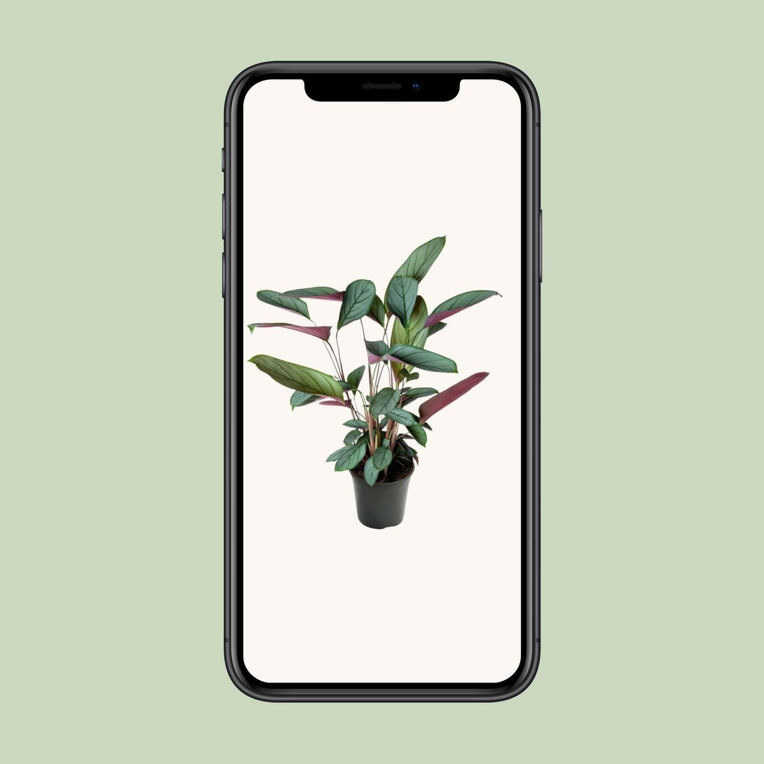 Ctenanthe Setosa - ↕60cm - Ø17 - Sierplantenshop