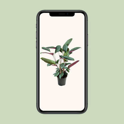Ctenanthe Setosa - ↕60cm - Ø17 - Sierplantenshop