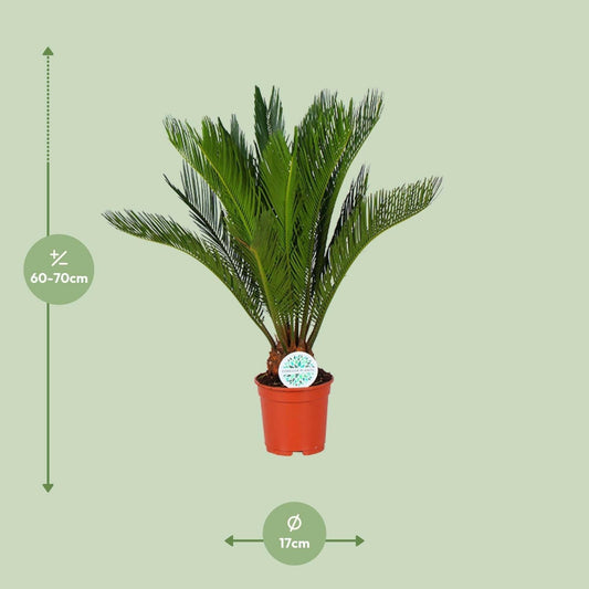 Cycas Revoluta - ↨70cm - Ø17 - Sierplantenshop