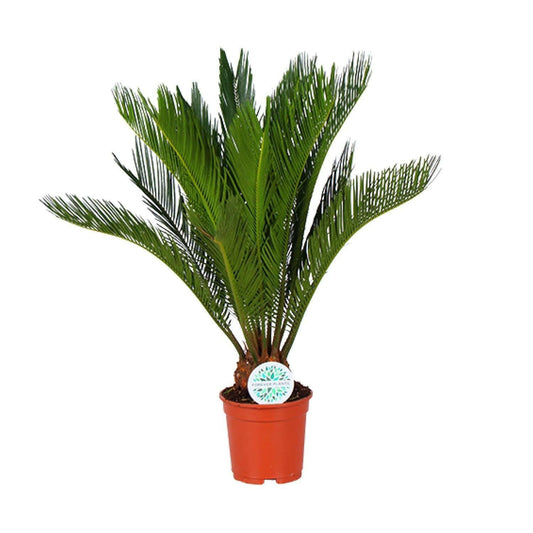 Cycas Revoluta - ↨70cm - Ø17 - Sierplantenshop