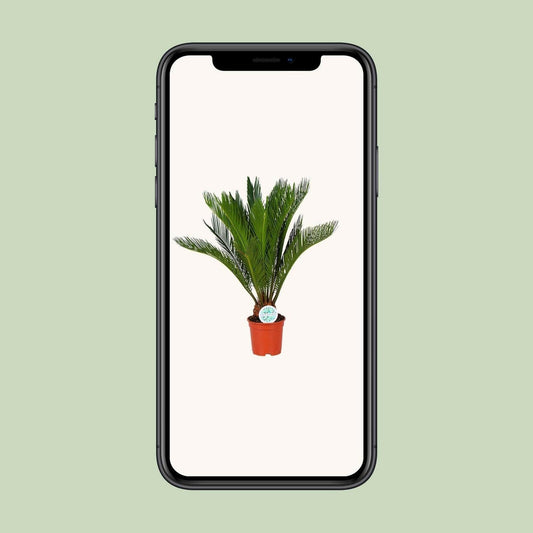 Cycas Revoluta - ↨70cm - Ø17 - Sierplantenshop