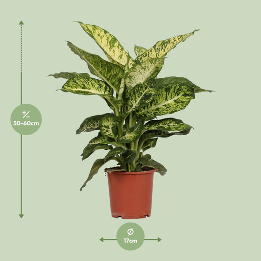 Dieffenbachia Mars - ↕50cm - Ø17 - Sierplantenshop