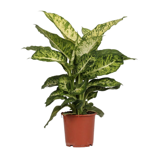 Dieffenbachia Mars - ↕50cm - Ø17 - Sierplantenshop