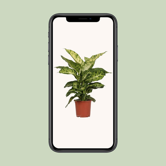 Dieffenbachia Mars - ↕50cm - Ø17 - Sierplantenshop