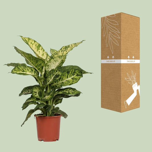 Dieffenbachia Mars - ↕50cm - Ø17 - Sierplantenshop