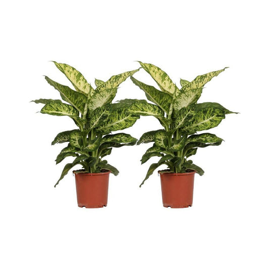 Dieffenbachia Mars Set van 2 - ↕50cm - Ø17 - Sierplantenshop