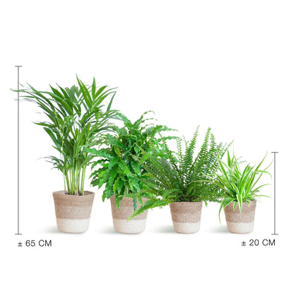 Diervriendelijke Planten Set Ø12cm - ↕36cm - Ø12 - Sierplantenshop